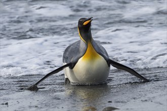King Penguin (Aptenodytes patagonicus) coming out of the water