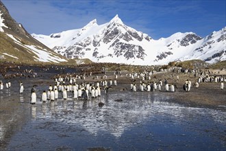 King Penguins (Aptenodytes patagonicus) and snow covered mountains