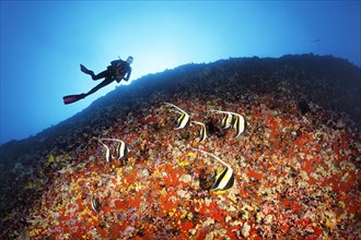 Diver observes Moorish idols (Zanclus cornutus) looking for food between corals and sponges on a steep face