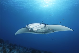 Reef manta ray (Manta alfredi) from front