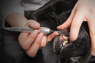 Dental rehabilitation of a dog