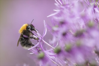 Tree bumblebee (Bombus hypnorum) on a purple flower