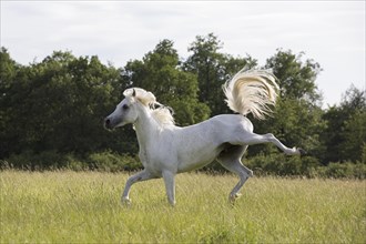Thoroughbred Arabian grey stallion kicking