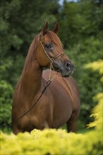 Portrait of a thoroughbred Arabian chestnut mare