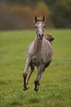 Young Thoroughbred Arabian stallion raging across the autumn pasture