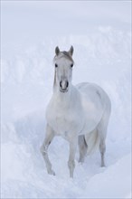 Thoroughbred Arabian mare grey in deep snow