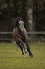 Young P.R.E. stallion galloping over the paddock