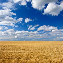 Endless barley field under blue sky with cumulus clouds