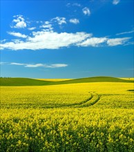 Hilly landscape with flowering rape field under blue sky with white clouds