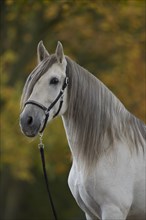 P.R.E. grey stallion portrait in the autumn