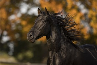 P.R.E. Stallion black stallion in motion portrait
