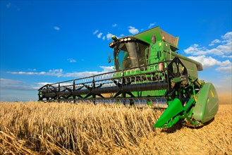 Combine harvester in a cornfield harvesting barley