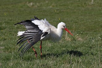 White stork (Ciconia ciconia) airs its plumage