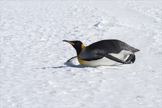 King Penguin (Aptenodytes patagonicus) sliding on the belly on snow
