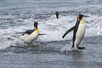 Group of King Penguins (Aptenodytes patagonicus) coming out of the water