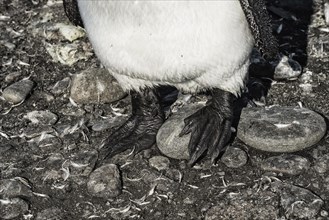 King Penguin (Aptenodytes patagonicus) feet