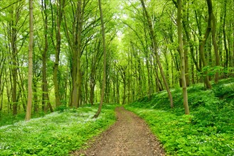Hiking trail winds through green forest in spring