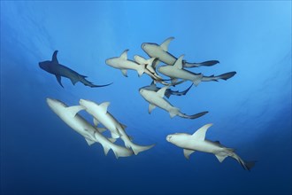 Swarm Tawny nurse sharks (Nebrius ferrugineus)