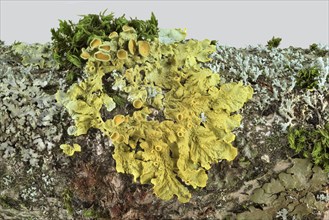 Common orange lichen (Xanthoria parietina)