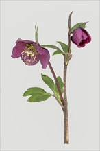 Lenten rose (Helleborus orientalis)