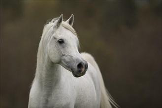 Thoroughbred Arabian grey stallion in autumn