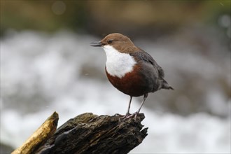 White-breasted dipper (Cinclus cinclus) sings at the bubbling brook