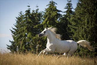 Thoroughbred Arabian grey stallion galloping on the summer pasture