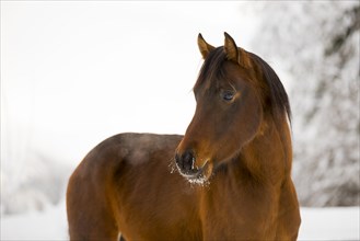 Young Thoroughbred Arabian stallion in winter on the paddock