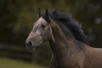 Young P.R.E. stallion in movement portrait