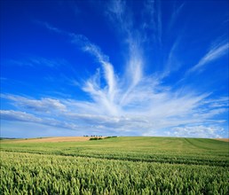 Endless wheat field under blue sky with veil clouds