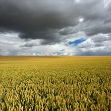 Wheat field under rising dark thunderclouds