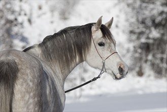 Thoroughbred Arabian grey mare in winter portrait