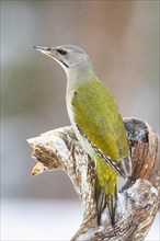 Grey-headed woodpecker (Picus canus) on branch