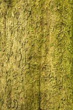 Bark of a large old horse chestnut (Aesculus hippocastanum)