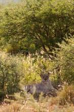 Lioness (Panthera leo) lying attentively in the bushes