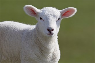 Domestic sheep (Ovis gmelini aries)