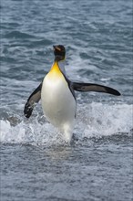 King Penguin (Aptenodytes patagonicus) coming out of the water