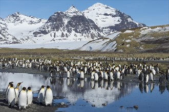 King Penguin colony (Aptenodytes patagonicus) and snow covered mountains