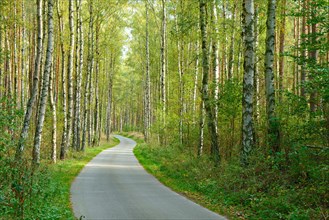Narrow single-lane country road meanders through typical North German mixed forest of pines and birches