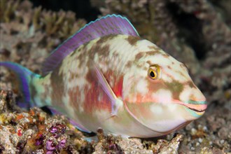 Juvenile Longnose parrotfish (Hipposcarus harid)