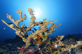 Antler coral