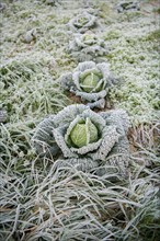 Savoy cabbage (Brassica oleracea convar. capitata var. sabauda) with hoarfrost on field