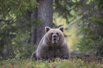 Brown bear (Ursus arctos) in autumn forest of the Finnish Taiga