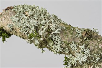 Rosette Lichen (Physcia adscendens)