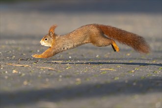 Eurasian red squirrel (Sciurus vulgaris) during foraging