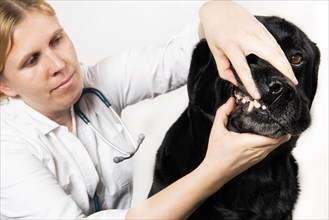Veterinarian checks the teeth of a dog
