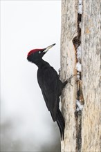 Black woodpecker (Dryocopus martius) on tree trunk
