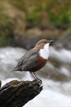 White-breasted dipper (Cinclus cinclus) sings at the bubbling brook