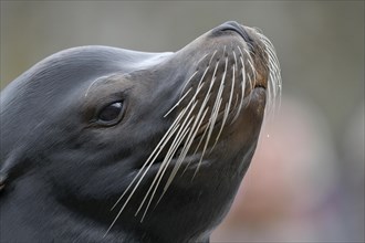 California sea lion (Zalophus californianus)