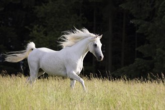 Thoroughbred Arabian grey stallion on the summer pasture
